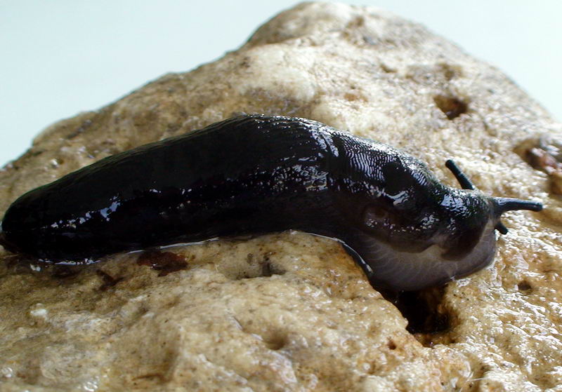 Limax nero delle Apuane (Limax sp 3 della checklist)